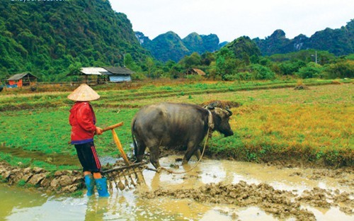 Viet Hai: un village authentique de Cat Ba - ảnh 2